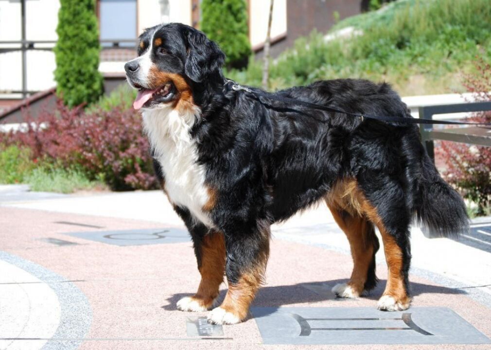 #7. Bernese Mountain Dog